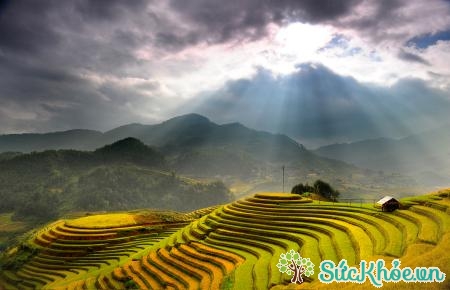 Cảnh ruộng bậc thang đẹp mê hồn tại Hà Giang