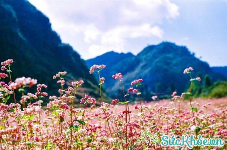 Những bông hoa tam giác mạch mọc dọc đường đi từ Đồng Văn tới Mèo Vạc