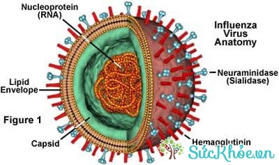 cấu tạo virus ( vi-rút là gì)