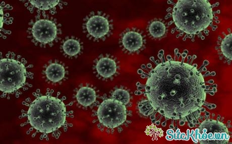 Bệnh cúm H5N1 do vi rút cúm gia cầm gây ra