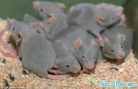 Chất gây dị ứng từ chuột đồng do nước bọt, lông và nước tiểu