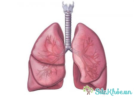 Người bị bệnh phù phổi hay bị khó thở