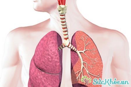 Nên chủ động phòng ngừa bệnh phù phổi