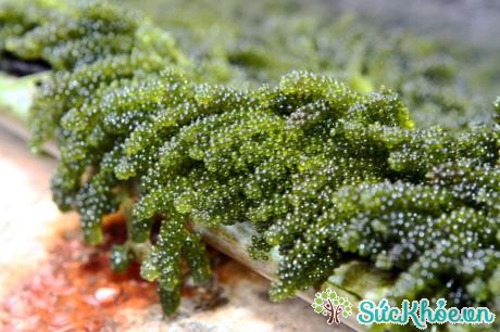 Ăn tảo biển có thể bổ sung chất sắt cần thiết cho cơ thể