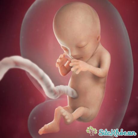 Sự phát triển của thai nhi 3 tháng đầu, tế bào thần kinh bắt đầu phân chia ở tuần 12