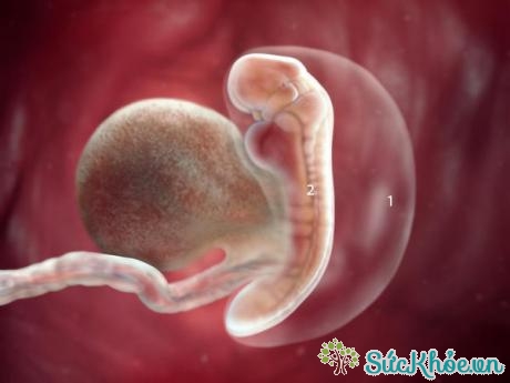 Sự phát triển của thai nhi tuần thứ 5