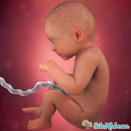 Tuần 33 thai nhi ngày càng có hình dáng của em bé