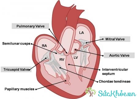 Suy tim là một trong những nguyên nhân bệnh van tim