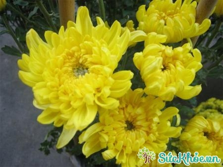 Hoa cúc vàng là một trong những loại hoa Tết không thể thiếu mỗi dịp Tết đến xuân về
