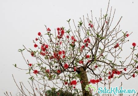 Hoa đào là một trong những cây cảnh ngày Tết được người dân Việt Nam ưa chuộng