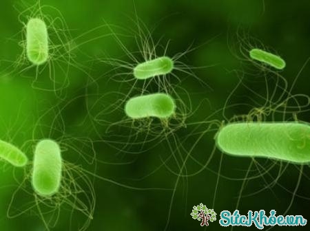 Phổi bị nhiễm khuẩn cũng rất dễ gây suy hô hấp