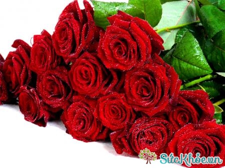 Bạn có thể lựa chọn món quà ý nghĩa ngày Valentine là hoa hồng