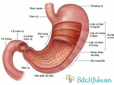 Hình ảnh giải phẫu của dạ dày