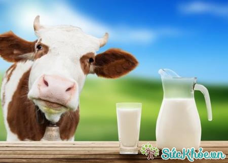 Sữa bò là thực phẩm tốt cho người bệnh gan