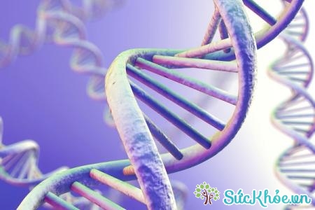 Yếu tố di truyền cũng ảnh hưởng nhiều đến việc xuất hiện bệnh ung thư gan