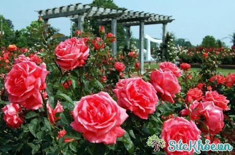 Lễ hội hoa hồng ở công viên Thống Nhất