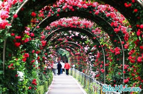 Lễ hội hoa hồng ở Hà Nội