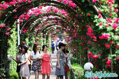 Lễ hội hoa hồng lớn nhất Việt Nam