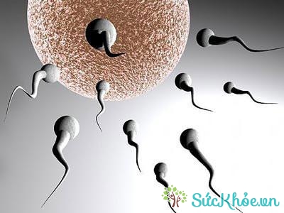 Nguyên nhân vô sinh ở nam giới có thể là do ảnh hưởng của tinh trùng