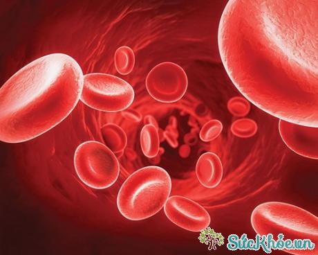 Bạc huyết cầu thành phần trong máu