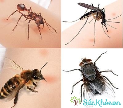 Rau răm có tác dụng chữa côn trùng cắn