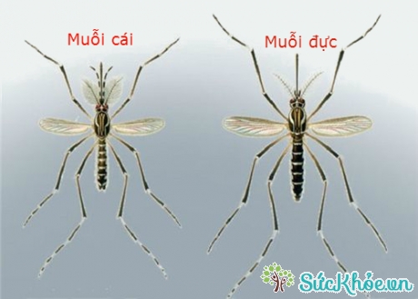 Muỗi Anophen còn gọi là muỗi đòn xóc