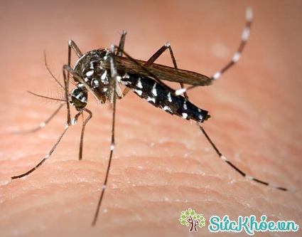 Bệnh chủ yếu do muỗi Anopheles gây ra