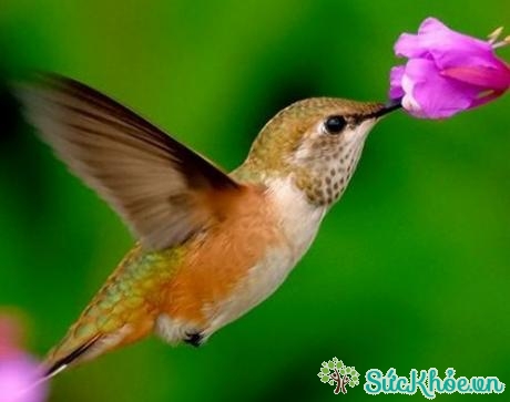 Chim thụ phấn cho hoa