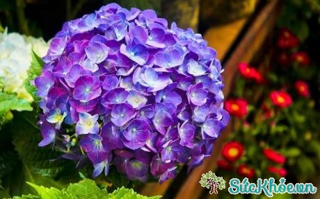 Hoa cẩm tú cầu có nhiều màu sắc