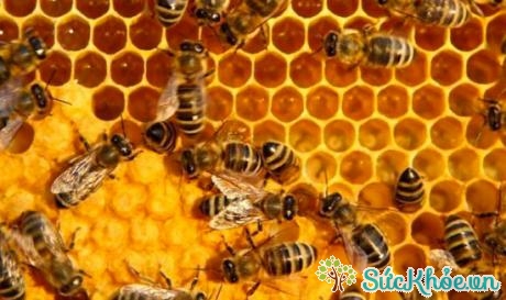 Mật ong chứa nhiều thành phần dinh dưỡng