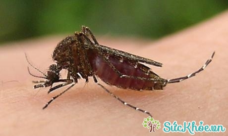 Muỗi Mansonia trưởng thành hay hút máu vào ban đêm