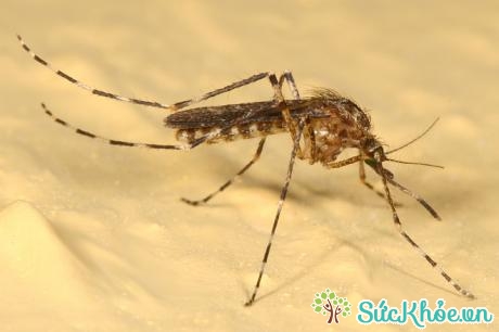 Muỗi Mansonia hoạt động ở các nước nhiệt đới