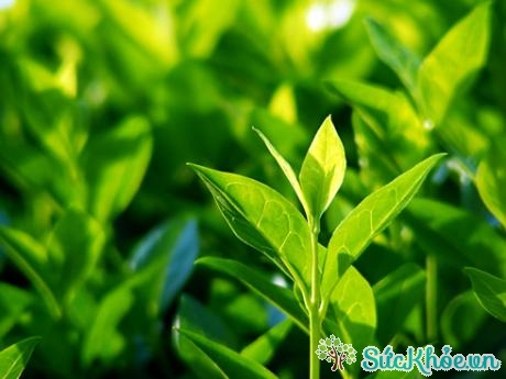 Chè xanh được sử dụng để sản xuất trà