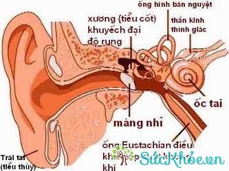 Nguyên nhân điếc dẫn truyền do bệnh lý của tai ngoài và tai trong