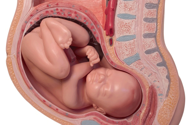 Nhau thai có vai trò trao đổi hô hấp