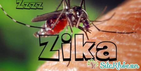 Hiện chưa có thuốc đặc hiệu ngăn chặn virus Zika