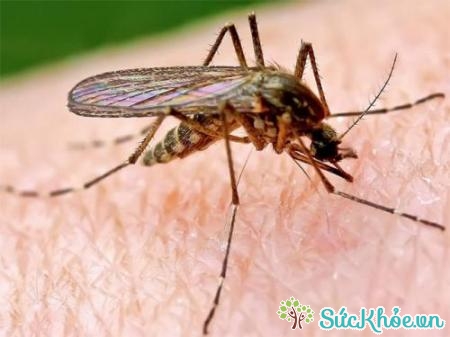 Bệnh sốt xuất huyết gia tăng do muỗi xuất hiện nhiều