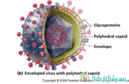 Virus varicella-zoster là nguyên nhân bệnh thủy đậu chủ yếu