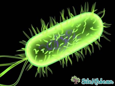 Vi khuẩn E.coli là nguyên nhân nhiễm trùng đường tiết niệu chủ yếu