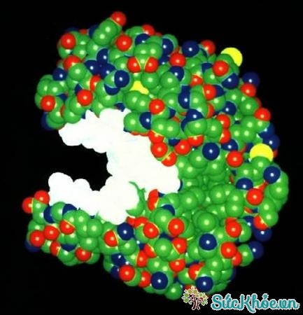 Đa số enzym có dạng hình cầu