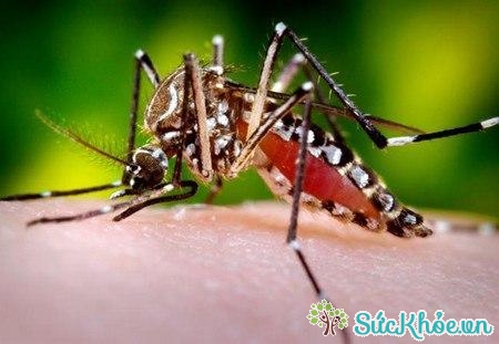 Aedes aegypti, dân gian gọi là muỗi vằn