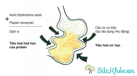Dịch vị là một hỗn hợp các chất do tuyến vị trong dạ dày tiết ra