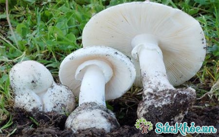 Nấm độc tán trắng là một trong những loài nấm độc ở Việt Nam