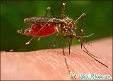 Muỗi cái sau khi hút máu người bệnh sốt xuất huyết có thể truyền bệnh sau 8 - 10 ngày