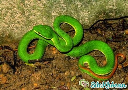 Một số động vật như rắn có chứa nọc độc