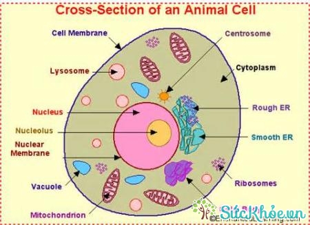 Màng tế bào là lớp vỏ bọc bên ngoài của 1 tế bào