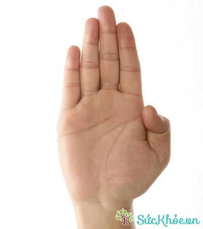Mỗi bàn tay gồm có 5 ngón tay ngắn, dài khác nhau