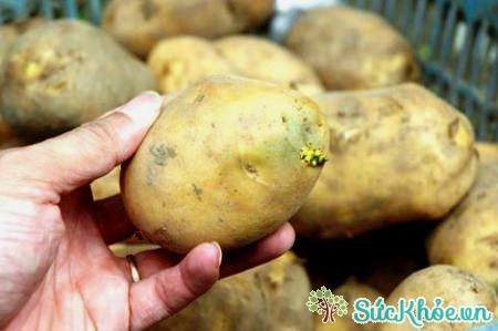 Ăn khoai tây mọc mầm xanh sẽ làm tăng nguy cơ sảy thai