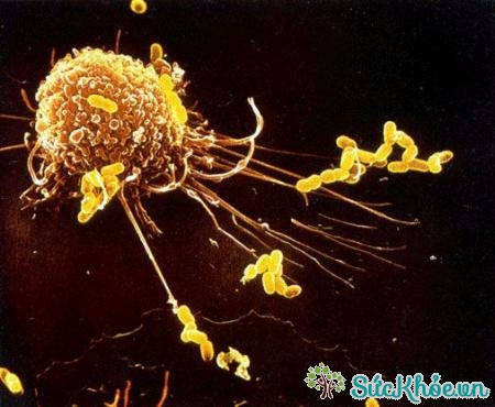 Đại thực bào có vai trò miễn dịch tiên nhiên