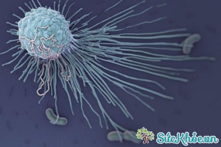 Đại thực bào là những tế bào bạch cầu